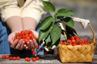 5月18日至6月16日，“櫻桃之約”邀你共赴！
